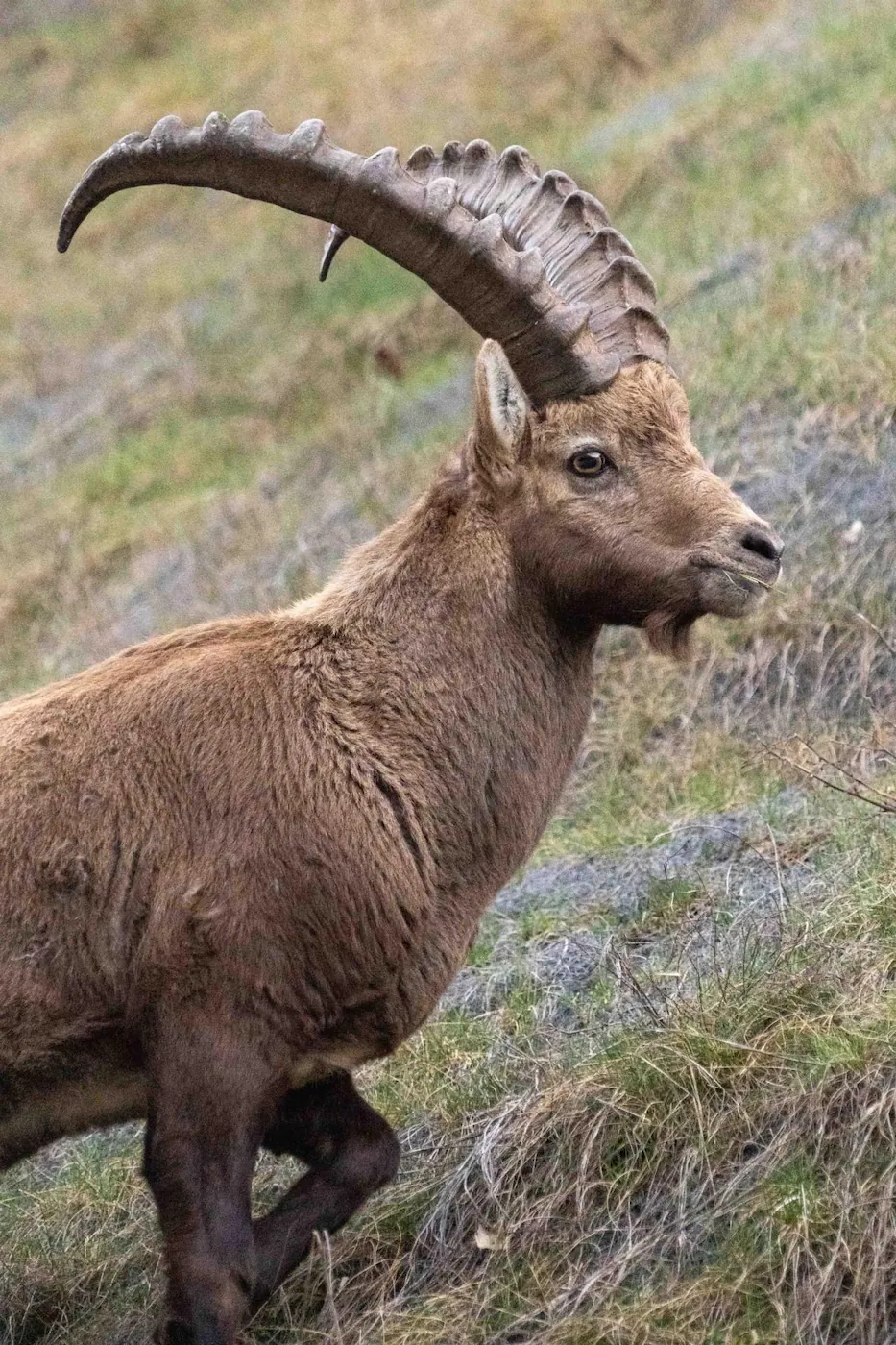 Bouquetin dans la nature, emblème de la région
